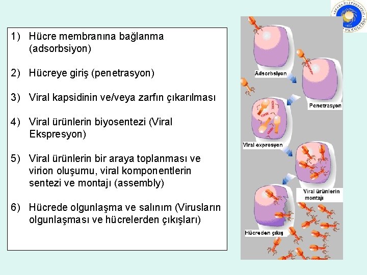 1) Hücre membranına bağlanma (adsorbsiyon) 2) Hücreye giriş (penetrasyon) 3) Viral kapsidinin ve/veya zarfın