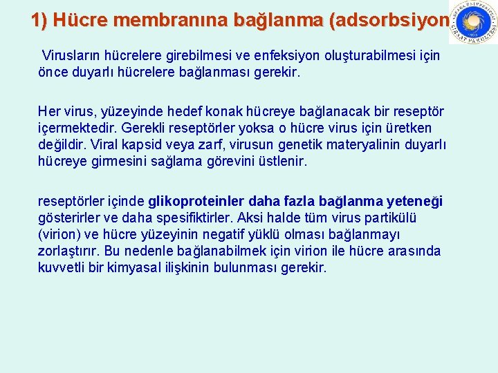 1) Hücre membranına bağlanma (adsorbsiyon) Virusların hücrelere girebilmesi ve enfeksiyon oluşturabilmesi için önce duyarlı