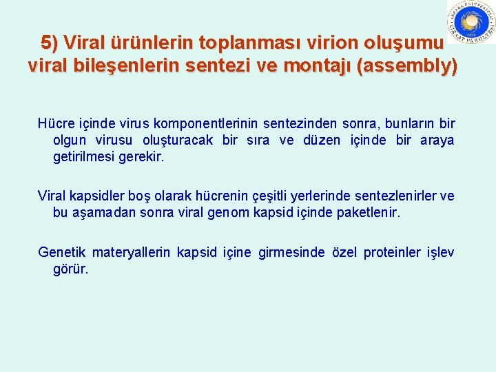 5) Viral ürünlerin toplanması virion oluşumu viral bileşenlerin sentezi ve montajı (assembly) Hücre içinde
