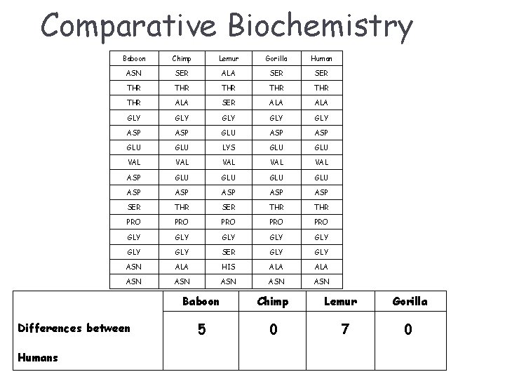 Comparative Biochemistry Baboon Chimp Lemur Gorilla Human ASN SER ALA SER THR THR THR
