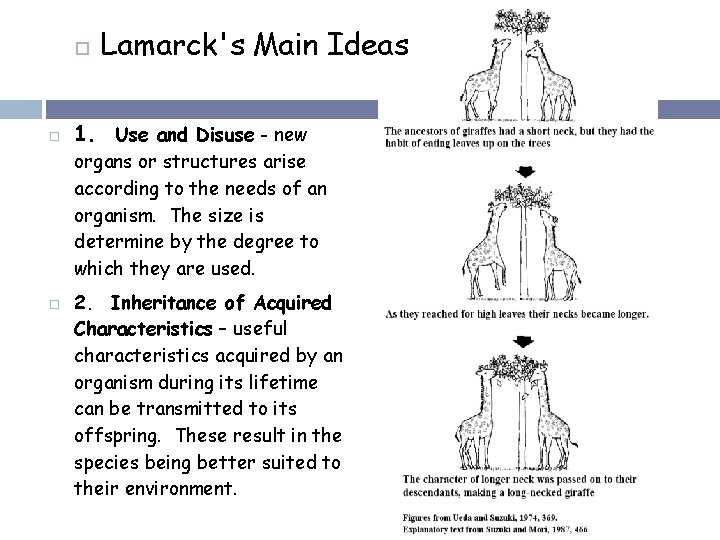  Lamarck's Main Ideas 1. Use and Disuse - new organs or structures arise
