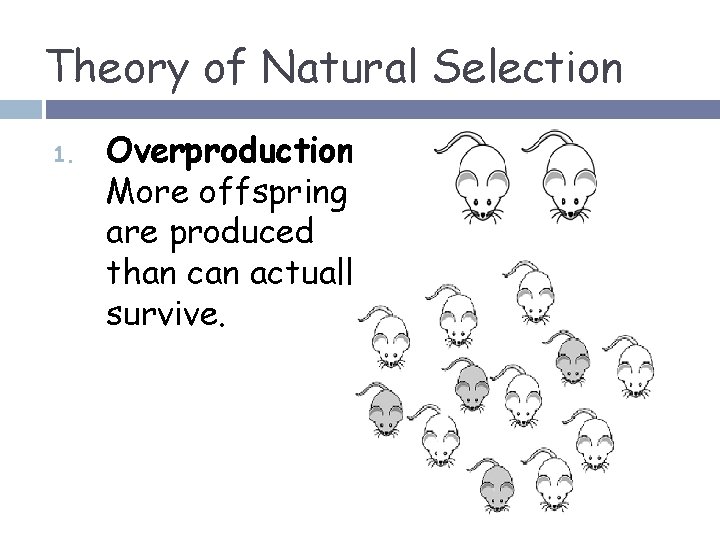 Theory of Natural Selection 1. Overproduction More offspring are produced than can actually survive.