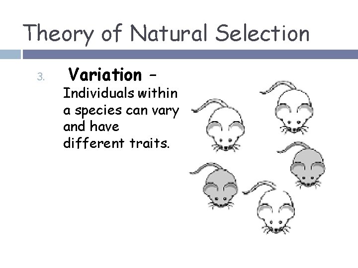 Theory of Natural Selection 3. Variation – Individuals within a species can vary and