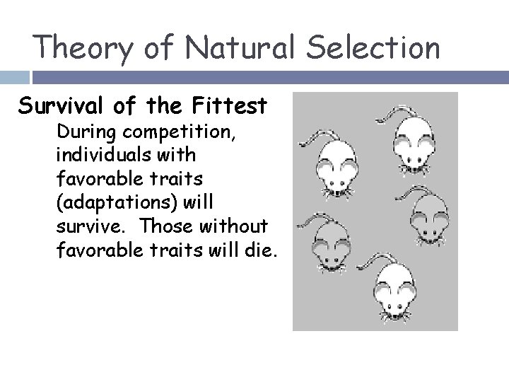Theory of Natural Selection Survival of the Fittest During competition, individuals with favorable traits