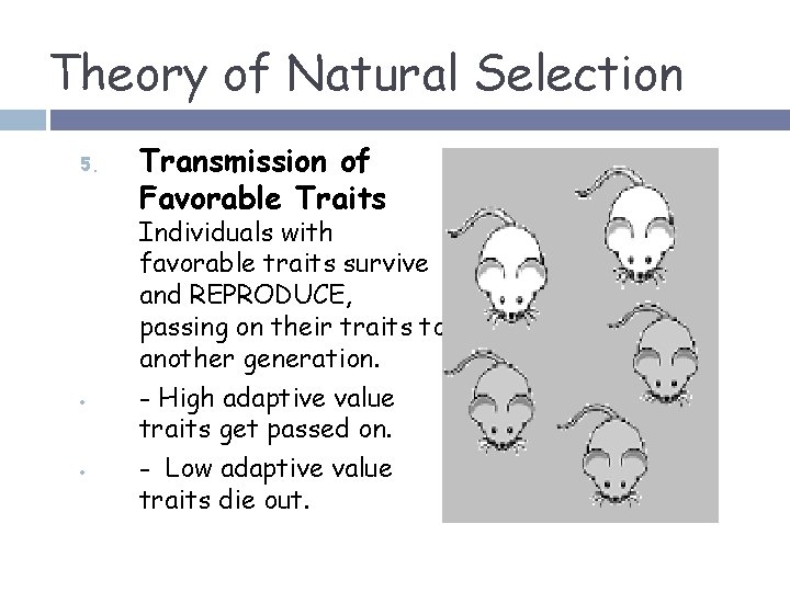 Theory of Natural Selection 5. Transmission of Favorable Traits Individuals with favorable traits survive