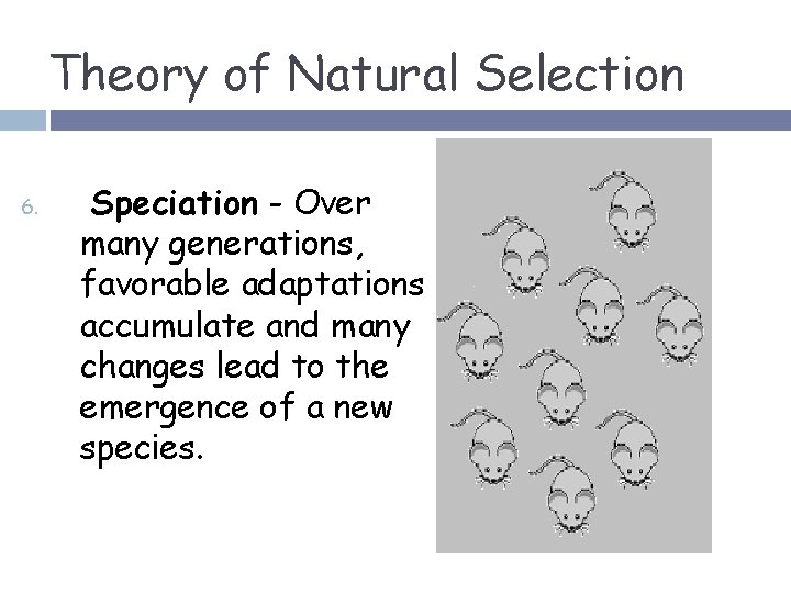 Theory of Natural Selection 6. Speciation - Over many generations, favorable adaptations accumulate and
