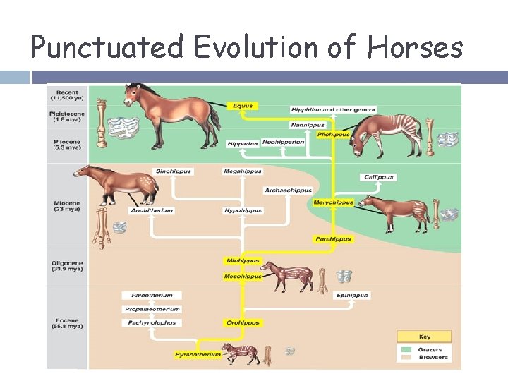 Punctuated Evolution of Horses 