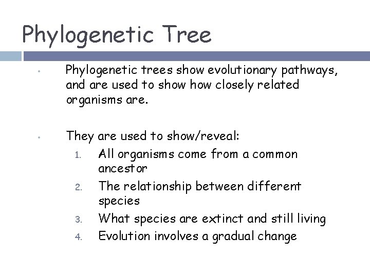 Phylogenetic Tree • • Phylogenetic trees show evolutionary pathways, and are used to show