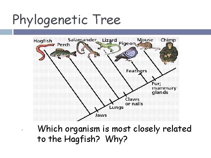 Phylogenetic Tree • Which organism is most closely related to the Hagfish? Why? 