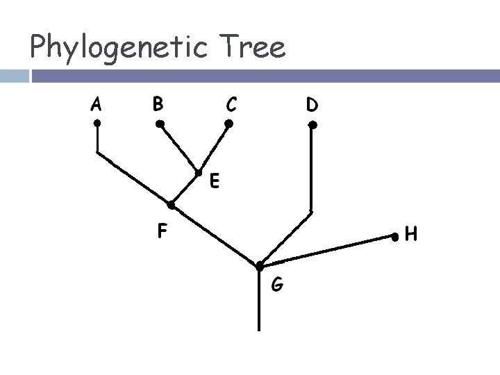 Phylogenetic Tree 