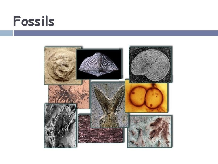 Fossils 