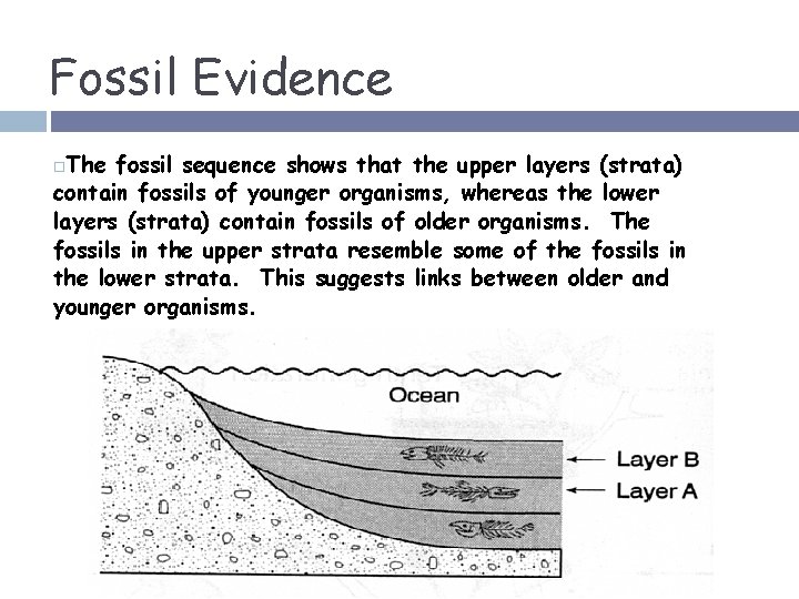 Fossil Evidence The fossil sequence shows that the upper layers (strata) contain fossils of