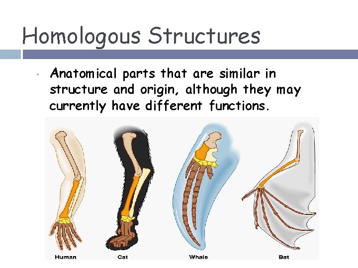 Homologous Structures • Anatomical parts that are similar in structure and origin, although they