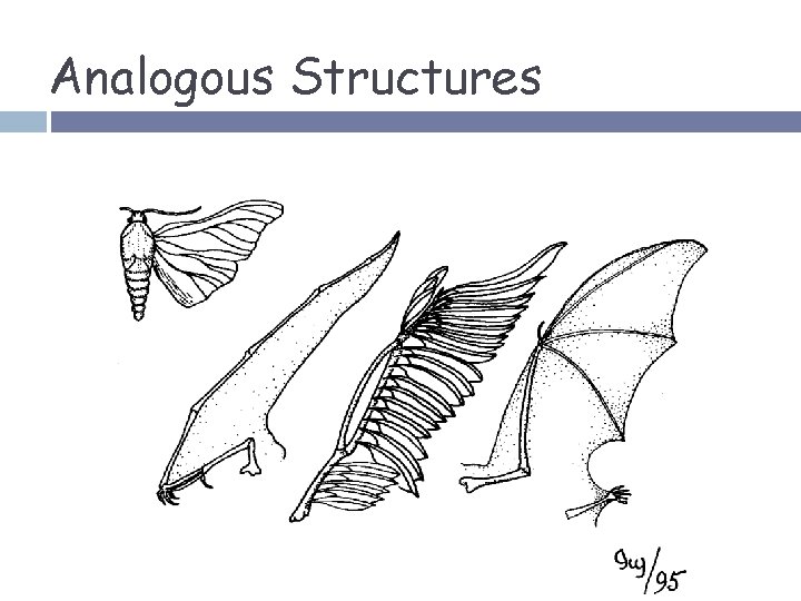 Analogous Structures 