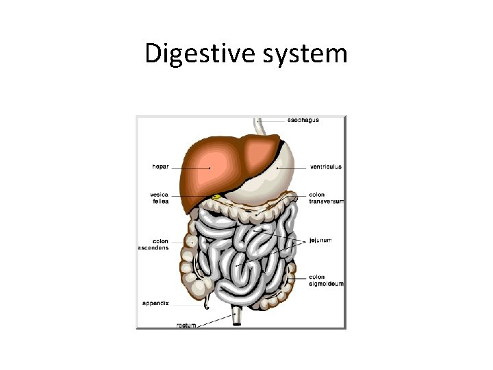 Digestive system 