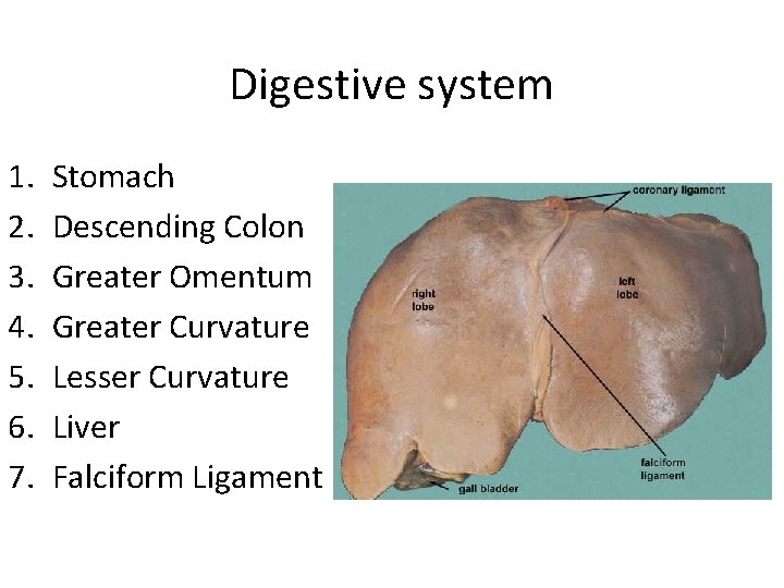 Digestive system 1. 2. 3. 4. 5. 6. 7. Stomach Descending Colon Greater Omentum