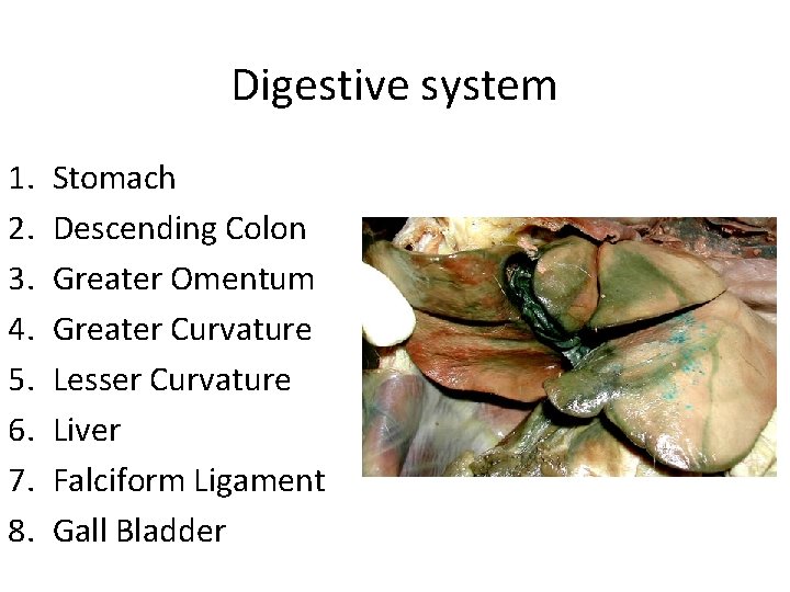 Digestive system 1. 2. 3. 4. 5. 6. 7. 8. Stomach Descending Colon Greater