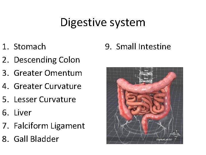 Digestive system 1. 2. 3. 4. 5. 6. 7. 8. Stomach Descending Colon Greater
