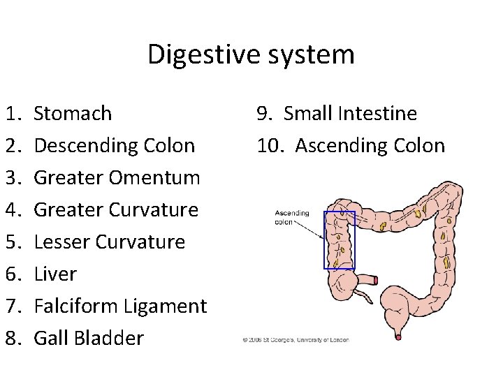 Digestive system 1. 2. 3. 4. 5. 6. 7. 8. Stomach Descending Colon Greater