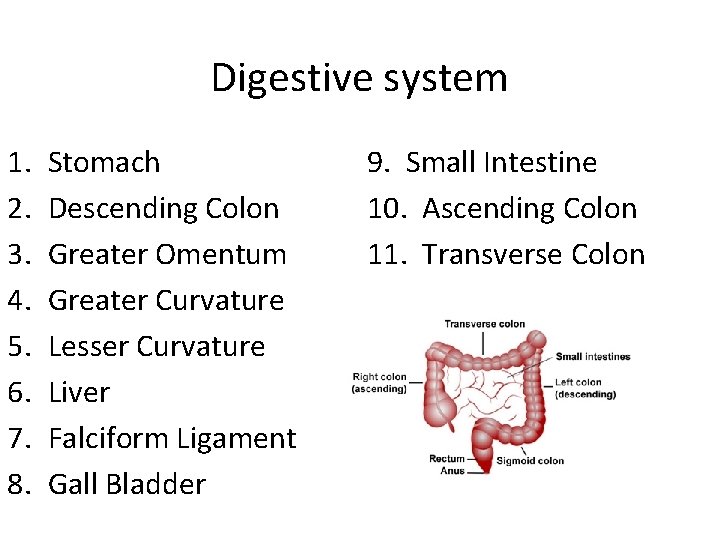 Digestive system 1. 2. 3. 4. 5. 6. 7. 8. Stomach Descending Colon Greater