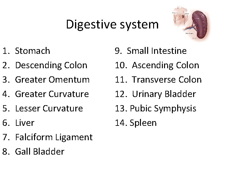 Digestive system 1. 2. 3. 4. 5. 6. 7. 8. Stomach Descending Colon Greater