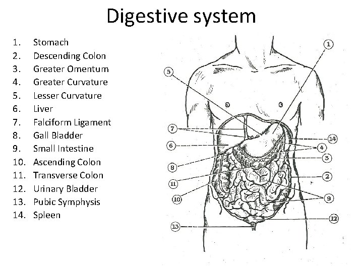 Digestive system 1. 2. 3. 4. 5. 6. 7. 8. 9. 10. 11. 12.