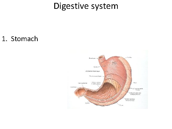 Digestive system 1. Stomach 