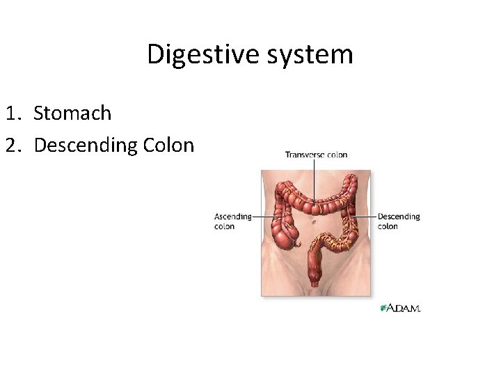 Digestive system 1. Stomach 2. Descending Colon 