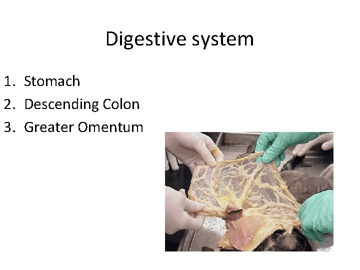 Digestive system 1. Stomach 2. Descending Colon 3. Greater Omentum 