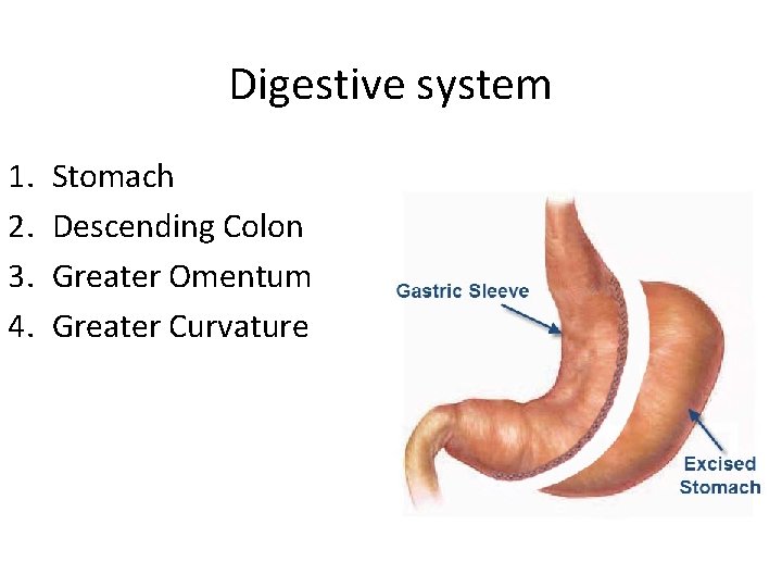 Digestive system 1. 2. 3. 4. Stomach Descending Colon Greater Omentum Greater Curvature 