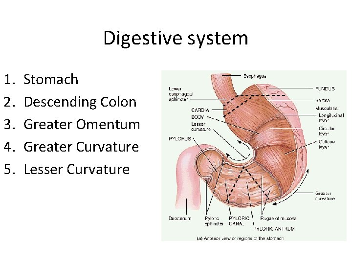 Digestive system 1. 2. 3. 4. 5. Stomach Descending Colon Greater Omentum Greater Curvature