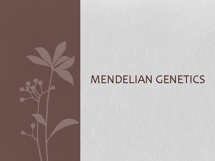 MENDELIAN GENETICS 