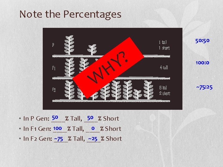 Note the Percentages 50: 50 W ? Y H 50 50 • In P