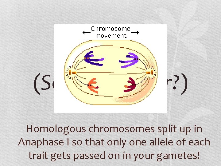 (Sound familiar? ) Homologous chromosomes split up in Anaphase I so that only one