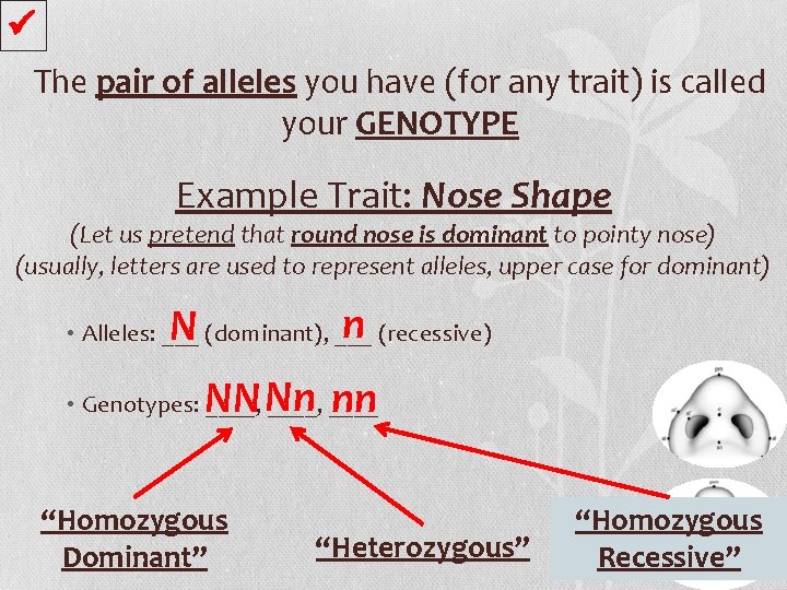  The pair of alleles you have (for any trait) is called your GENOTYPE