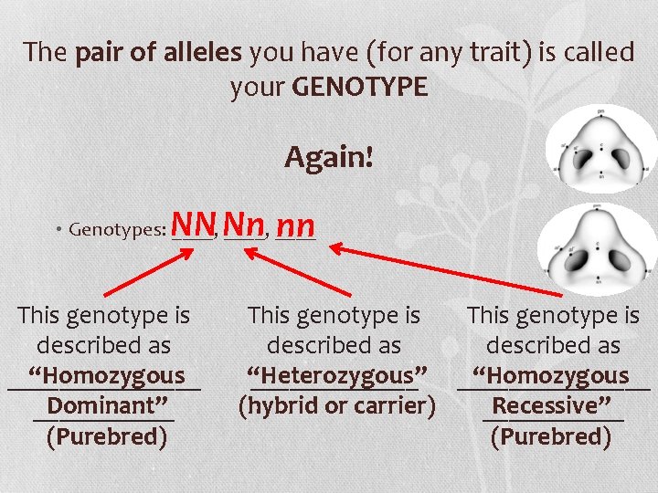 The pair of alleles you have (for any trait) is called your GENOTYPE Again!