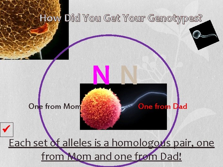 How Did You Get Your Genotypes? NN One from Mom One from Dad Each