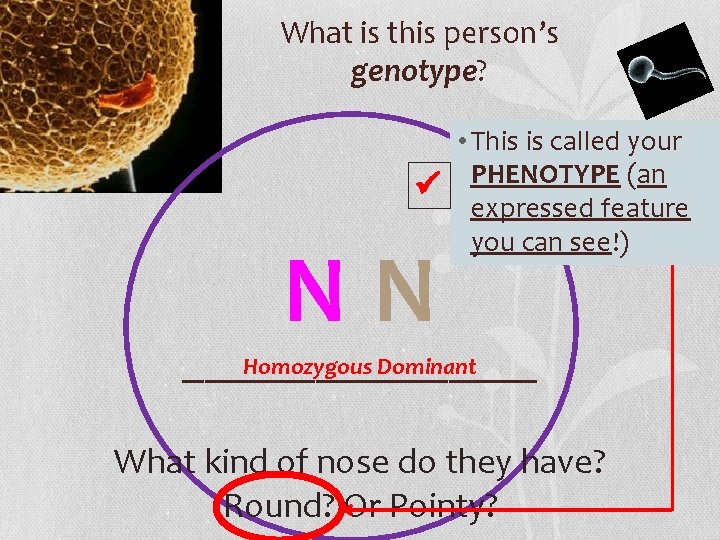 What is this person’s genotype? • This is called your PHENOTYPE (an expressed feature