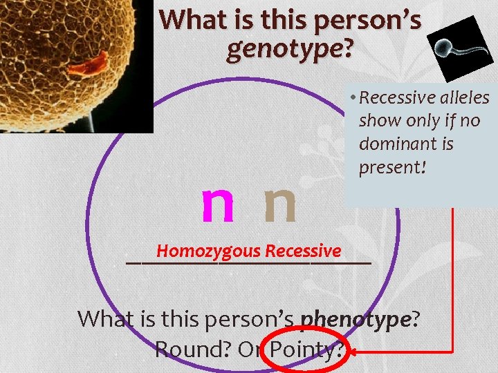 What is this person’s genotype? nn • Recessive alleles show only if no dominant