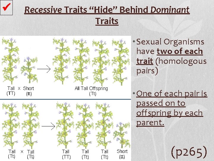  Recessive Traits “Hide” Behind Dominant Traits • Sexual Organisms have two of each