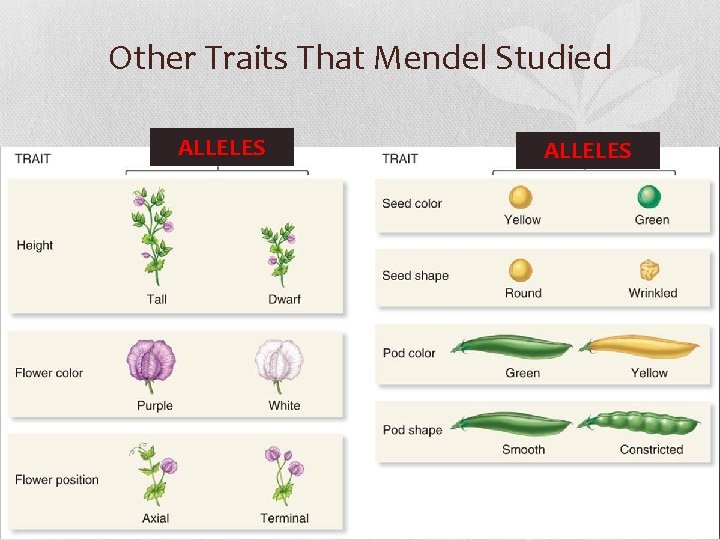 Other Traits That Mendel Studied ALLELES 