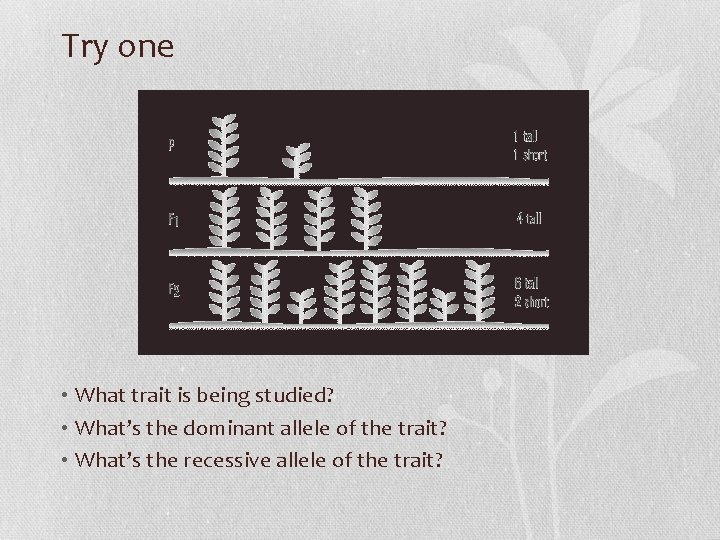 Try one • What trait is being studied? • What’s the dominant allele of