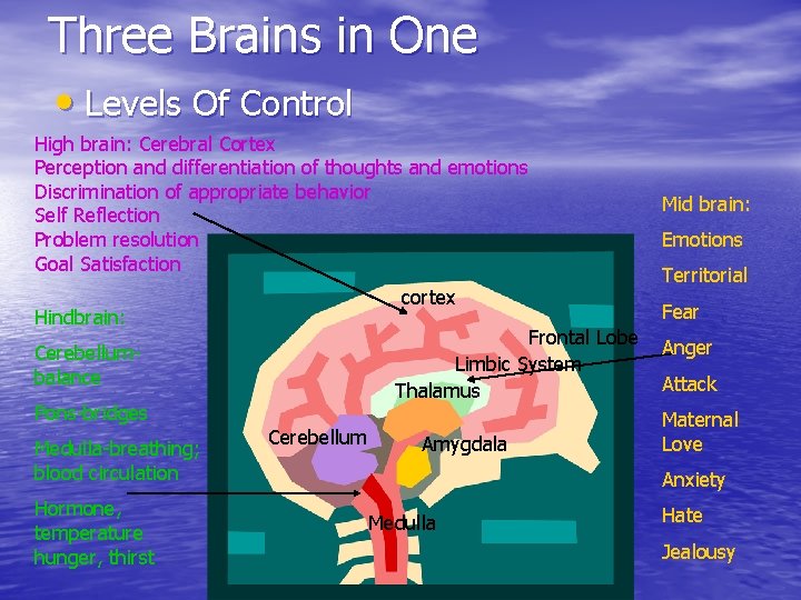 Three Brains in One • Levels Of Control High brain: Cerebral Cortex Perception and