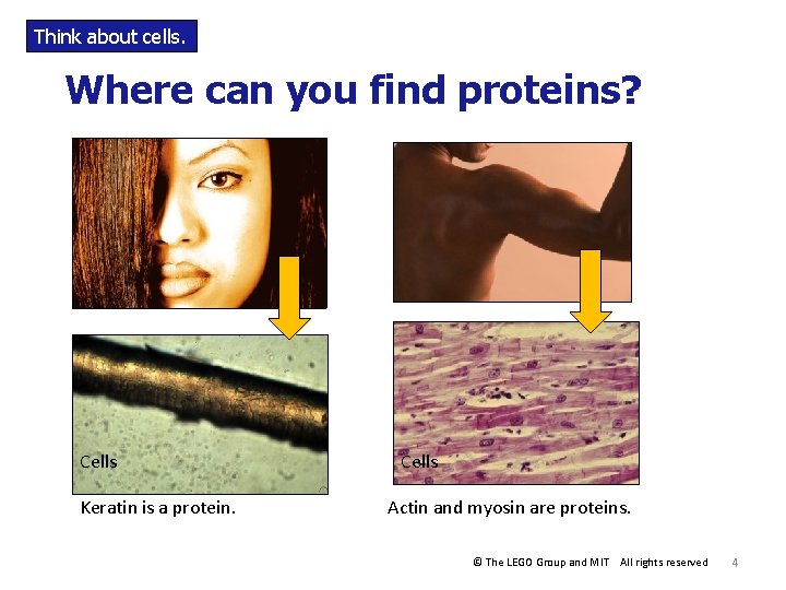 Think about cells. Where can you find proteins? Cells Keratin is a protein. Cells Think about cells. Where can you find proteins? Cells Keratin is a protein. Cells