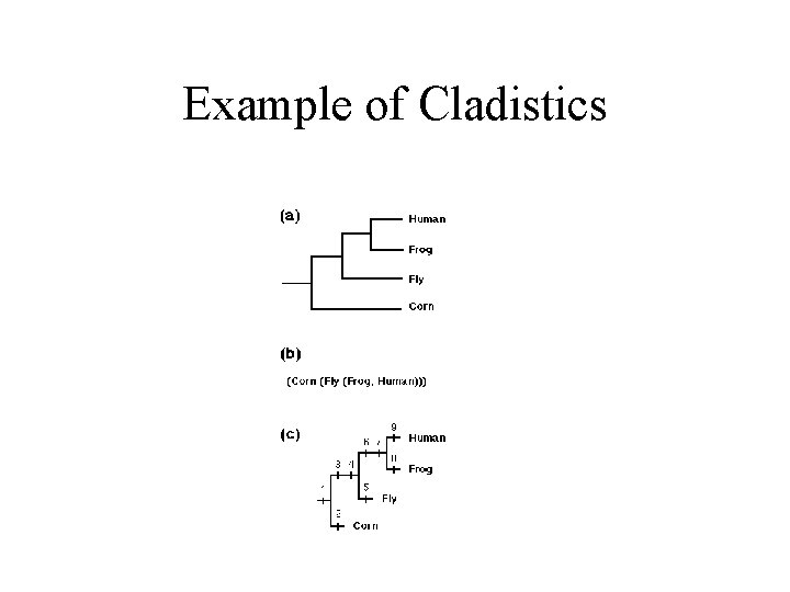 Example of Cladistics 