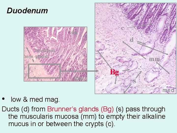 Duodenum c villi d intestinal mm glands mm low Bg s med • low