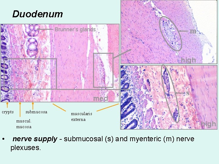 Duodenum m Brunner’s glands high med crypts submucosa muscul. mucosa • s muscularis externa