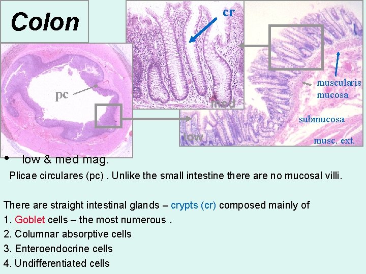 cr Colon pc muscularis mucosa med submucosa low • musc. ext. low & med
