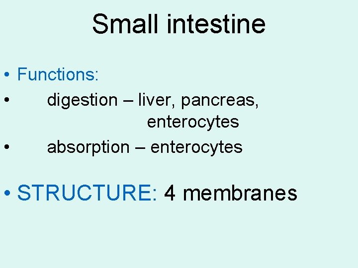 Small intestine • Functions: • digestion – liver, pancreas, enterocytes • absorption – enterocytes