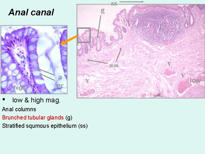 g Anal canal ss L ig high • a gc mm v low &